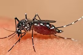 Góc tối đằng sau cuộc chiến chống sốt xuất huyết