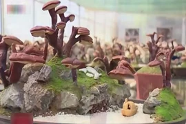 Nấm linh chi bonsai độc lạ hút khách dịp Tết