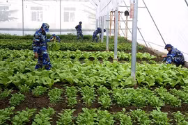 Ảnh: Vườn rau xanh mướt ở nơi không tưởng của Cảnh sát biển VN