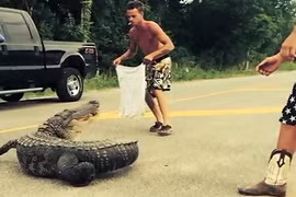 Thanh niên say rượu suýt chết vì bắt cá sấu bằng tay không