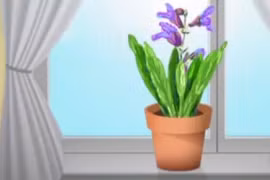 Vị trí đặt cây cảnh giúp làm sạch không khí trong nhà