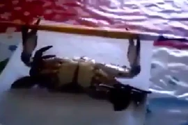 Cười vỡ bụng với hình ảnh con cua tập gym