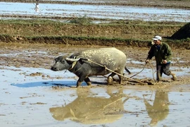 Không phải ai cũng biết: Nông dân Việt điều khiển trâu bò ra sao?