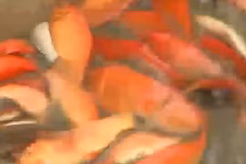 Cá chép đỏ được mùa dịp Tết ông Công ông Táo