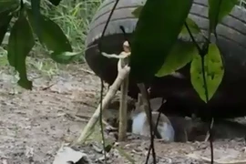 Video: Tròn mắt xem bắt thỏ bằng bánh xe