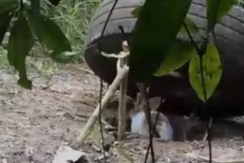 Video: Tròn mắt xem bắt thỏ bằng bánh xe