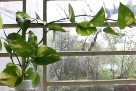 Video: Tìm hiểu ý nghĩa phong thủy cây trầu bà