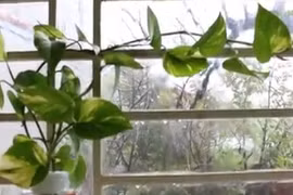 Video: Tìm hiểu ý nghĩa phong thủy cây trầu bà