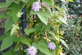 Món ăn bài thuốc chữa bệnh mất ngủ từ cây lạc tiên