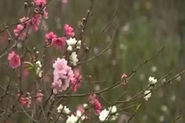 Cây đào “3 trong 1” gây sốt thị trường Tết Đinh Dậu