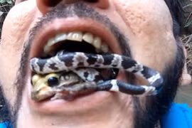 “Dị nhân” ngậm cả rắn và ếch độc trong miệng