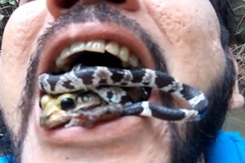 “Dị nhân” ngậm cả rắn và ếch độc trong miệng