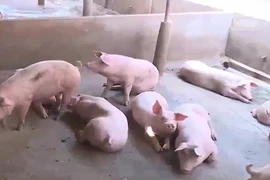 Sử dụng chất cấm trong chăn nuôi có thể bị phạt 20 năm tù