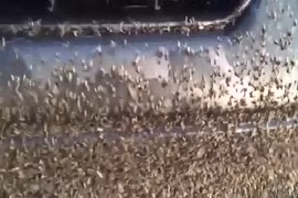 Clip: Kinh hoàng hàng triệu con ruồi bâu kín ô tô ở Mỹ