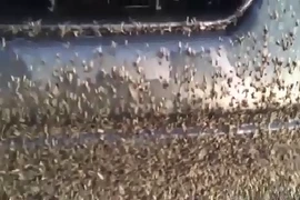 Clip: Kinh hoàng hàng triệu con ruồi bâu kín ô tô ở Mỹ
