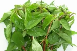 Những công dụng, bài thuốc chữa bệnh từ rau đay