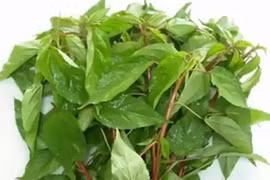 Những công dụng, bài thuốc chữa bệnh từ rau đay