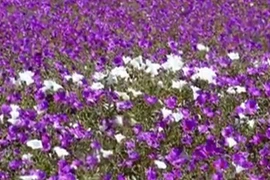 Kinh ngạc sa mạc khô cằn biến thành biển hoa muôn màu