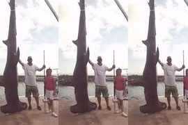 Câu được cá mập đầu búa 4 tạ, phá kỉ lục 37 năm