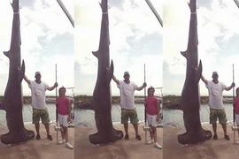 Câu được cá mập đầu búa 4 tạ, phá kỉ lục 37 năm