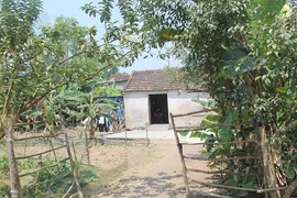 Bắt người vợ bỏ thuốc chuột vào lòng lợn đầu độc chồng