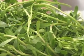 Những công dụng chữa bệnh bất ngờ của rau đắng