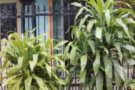 Video: Trồng cây thiết mộc lan, gia chủ phải chú ý điều này để may mắn