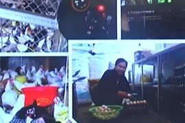 Cho gà nghe nhạc kích đẻ trứng, thu nhập chục triệu một tháng