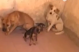 Tranh cãi việc bắt chó thả rông