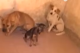 Tranh cãi việc bắt chó thả rông