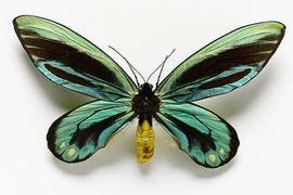 10 loài côn trùng khổng lồ trên thế giới