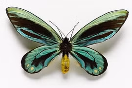 10 loài côn trùng khổng lồ trên thế giới