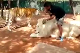 “Việc nhẹ lương cao” ít ai dám làm