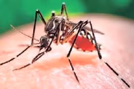 Clip phòng chống virus gây teo não Zika