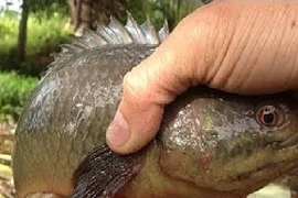 Kiếm nửa triệu đồng một đêm nhờ đi bắt cá rô đồng