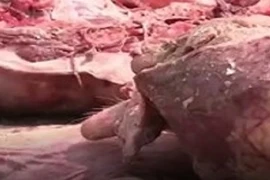 Khiếp đảm cảnh "hô biến" thịt lợn chết thành thịt hun khói