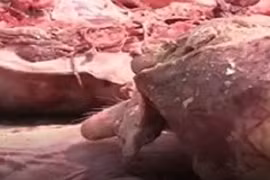 Khiếp đảm cảnh "hô biến" thịt lợn chết thành thịt hun khói