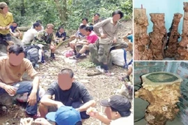 Ly kỳ theo chân đại gia săn gỗ phong thủy