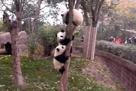 Cười vỡ bụng với hành động ngộ nghĩnh của gấu trúc