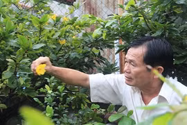 Che bạt, chong đèn ủ ấm cho mai Tết ở Sài Gòn