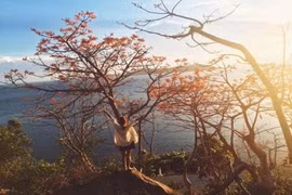 Rủ nhau đến Cù Lao Chàm ngắm hoa ngô đồng nhuộm đỏ đảo xanh 