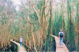 Cuối tuần rủ nhau về Long An dạo chơi rừng tràm Tân Lập xanh mướt