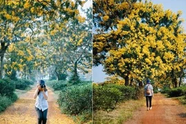 Ngỡ như lạc lối ở "xứ Hàn" khi mùa hoa muồng nở vàng trời Gia Lai