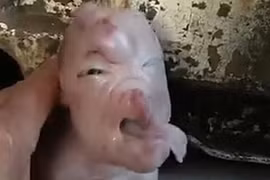 Lợn con mới sinh bị dị tật có khuôn mặt giống người