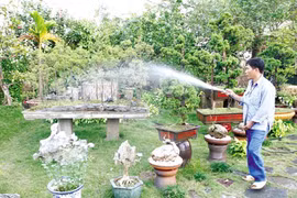 Bí ẩn những loại cây hút khí độc trong nhà