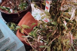 Thanh Điền đau lòng vì mộ Thanh Kim Huệ bị đám đông giẫm đạp