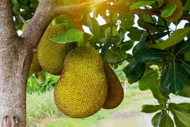 Những loại trái cây có hàm lượng magie cao tốt cho sức khoẻ