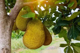 Những loại trái cây có hàm lượng magie cao tốt cho sức khoẻ