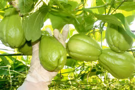 Loại quả giàu vitamin C, ngăn ngừa lão hóa, bảo vệ hệ tim mạch