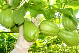 Loại quả giàu vitamin C, ngăn ngừa lão hóa, bảo vệ hệ tim mạch